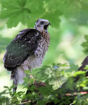 Juvenile Cooper's Hawk, Allendale 7/4/2012