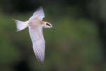 Forster's Tern, Meadowlands 8/19/2012