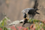 Peregrine Falcon, State Line Lookout 9/1/2012
