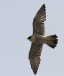 Peregrine Falcon, State Line Lookout, 9/16/2012