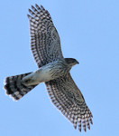 Cooper's Hawk, State Line Lookout, 9/16/2012