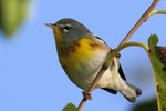 Northern Parula, State Line Lookout 9/23/2012