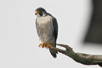 Peregrine Falcon, State Line Lookout 9/30/2012 