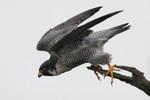 Peregrine Falcon, State Line Lookout 9/30/2012
