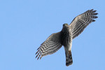 Sharp-shinned Hawk, State Line Lookout 9/30/2012