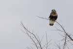 Rough-legged Hawk, Fort Edward NY 1/1/2013