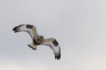 Rough-legged Hawk, Fort Edward NY 1/1/2013