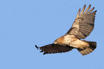 Red-tailed Hawk, Meadowlands 1/5/2013