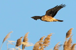 Northern Harrier, Meadowlands 1/5/2013