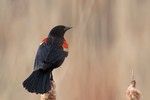Red-winged Blackbird, Celery Farm 2013-04-13