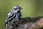 Black-and-white Warbler, Sterling Forest 2013-05-12 394