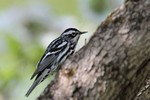 Black-and-white  Warbler, Sterling Forest 2013-05-12 412