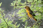 Baltimore Oriole, Garret 2013-05-18 279 (female gathering discarded fishing line for nesting material)