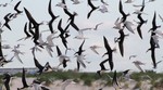 Common Terns, Black Skimmers, Nickerson Beach 2013-05-26 491