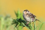 Grasshopper Sparrow, Duke Farms 2013-07-14 450