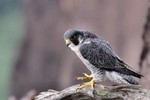 Peregrine Falcon, State Line Lookout 2013-09-21 131