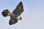 Peregrine Falcon, State Line Lookout 2013-09-29 90