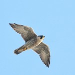 Peregrine Falcon, State Line Lookout 2013-10-12 127