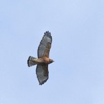 Red-shouldered Hawk, State Line Lookout 2013-10-12 175