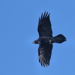 Raven, State Line Lookout 2013-10-12 49 -1