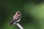 Northern Rough-winged Swallow, Celery Farm 2014-05-26 1132