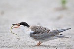Common Tern, Nickerson Beach NY 2014-07-20 105