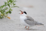Common Tern, Nickerson Beach NY 2014-07-20 145