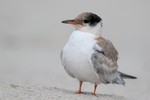 Common Tern, Nickerson Beach NY 2014-07-20 268