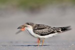 Black Skimmer juvenile, with adult behind, Nickerson Beach NY 2014-08-30 672