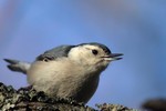 White-breasted Nuthatch, Celery farm 2015-05-03 33 -1