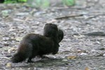 Mink with young, Celery Farm 2015-05-30 317