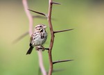Song Sparrow, Duke Farms 2015-05-31 499