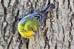 Pine Warbler, Garret Mtn 2017-04-08 132