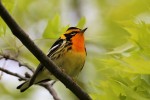 Blackburnian Warbler, Garret Mountain, 2017-05-15 117