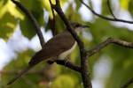 Black-billed Cuckoo, Garret Mountain 2017-05-17 283