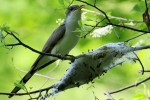 Yellow-billed Cuckoo, Sterling Forest 2017-05-19 395