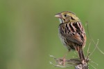 Henslow's Sparrow, Shawangunk Grassland NWR 2017-05-27 21