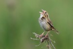 Henslow's Sparrow, Shawangunk Grassland NWR 2017-05-27 90