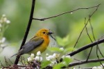 Prothonotary Warbler, Lord Stirling Park 2017-05-29 70