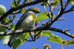 Brewster's Warbler (hybrid Golden-winged x Blue-winged) Sterling Forest 2017-06-01 219