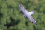 Peregrine Falcon, State Line Lookout 2017-09-21 177