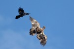 Common Raven vs Bald Eagle (juv) State Line Lookout 2017-09-29 348