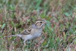 Clay-colored Sparrow, Allendale 2017-10-15 557