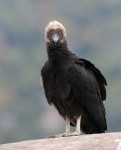 Black Vulture, State Line Lookout 2017-10-16 93