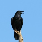 Common Raven, State Line Lookout 2017-10-20 1263