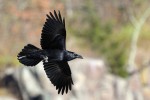 Common Raven, State Line Lookout 2017-10-20 1286