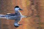 Ruddy Duck, Meadowlands 2017-10-21 226