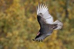Turkey Vulture, State Line Lookout 2017-10-31 69