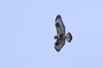 Rough-legged Hawk, Meadowlands 2018-01-19 176