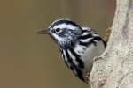 Black-and-white Warbler, Celery Farm 2018-04-24 427